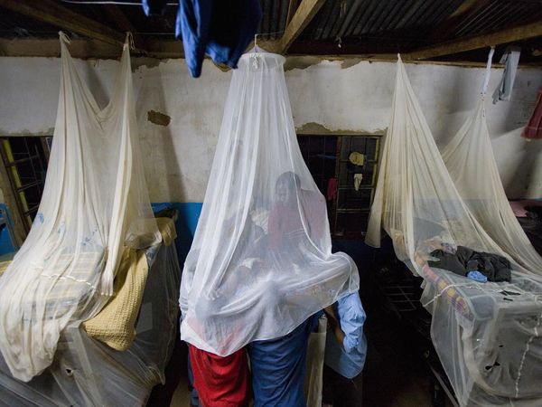 mosquito-nets (48K)