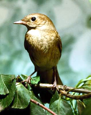 nightingale bird flying. The Song of The Nightingale