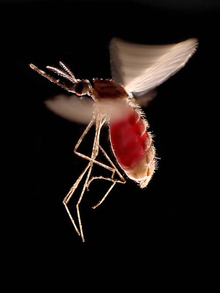 anopheles-mosquito (18K)