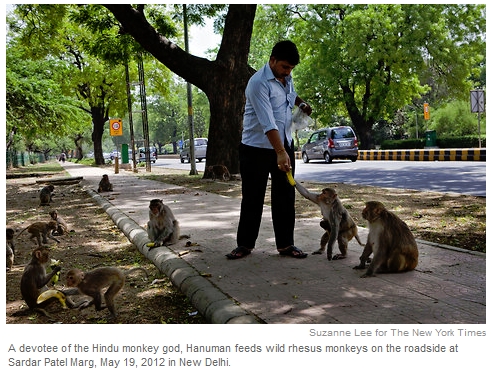 monkeys (217K)