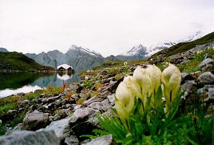 Hemkunt Sahib with Brahma Kamal