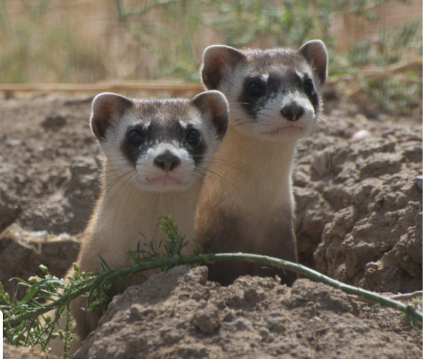 black-footed ferret.PNG