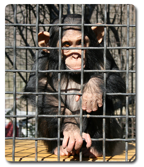 RSPCA_Campaigns_Circus_Animals (103K)