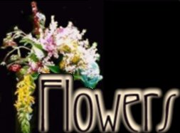 flowerh (10K)