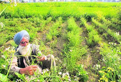 punjab farmer1 (78K)