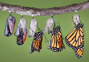 monarch-emerging (63K)