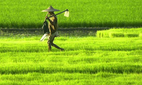 Indian-farmer (32K)