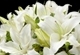 Flowers (6K)