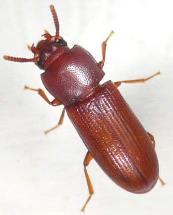 Gnatocerus (64K)