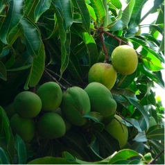 MangoPicture (27K)