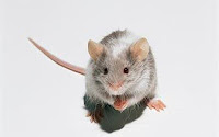 mouse (5K)