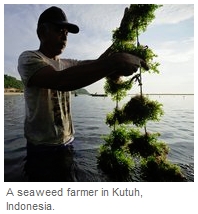 Seaweed (40K)