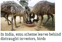 emu scheme (34K)