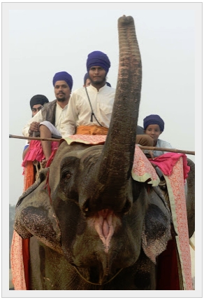 OnElephants (88K)