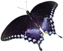 sc-butterfly1 (50K)