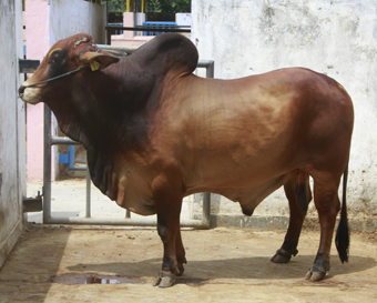 Sahiwal (82K)