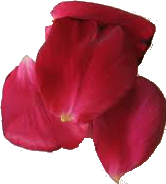petals (49K)