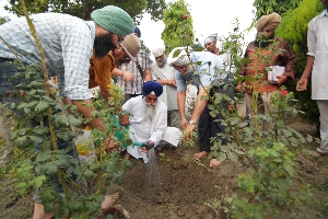 Sacred grove plantation Guru Ka Bagh, Golden Temple (71K)