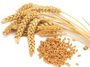 Wheat (21K)