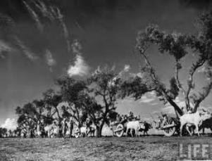 PicsOfIndianPartition (13K)