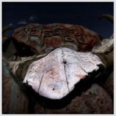 skull (39K)