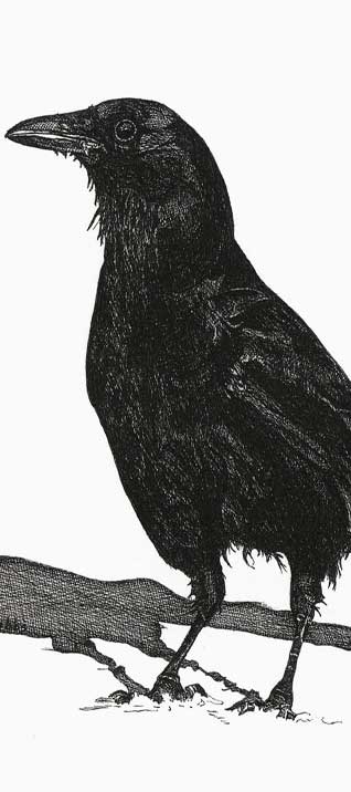 Crowcountry-b (29K)