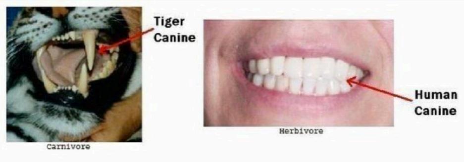 Humans Are Herbivores Chart