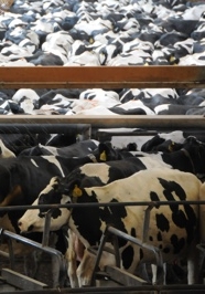 factory-farmed-cows-crop.jpg