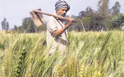 Punjabi Farmer stands in his field