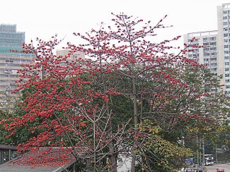 1200px-Cotton_tree_at_Tsing_Yi_Island.jpg