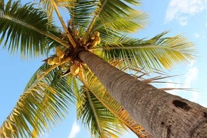 coconut-palm.jpg
