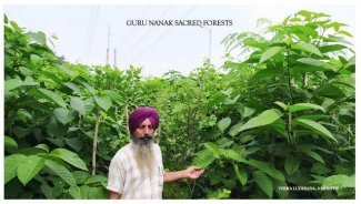 guru nanak forest.jpeg