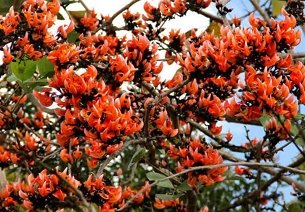 palash-tree.jpg