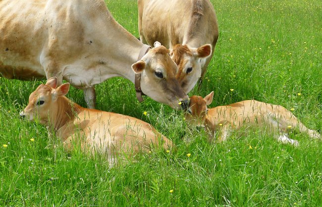 vegan-Cows-priya-and-calves.jpg