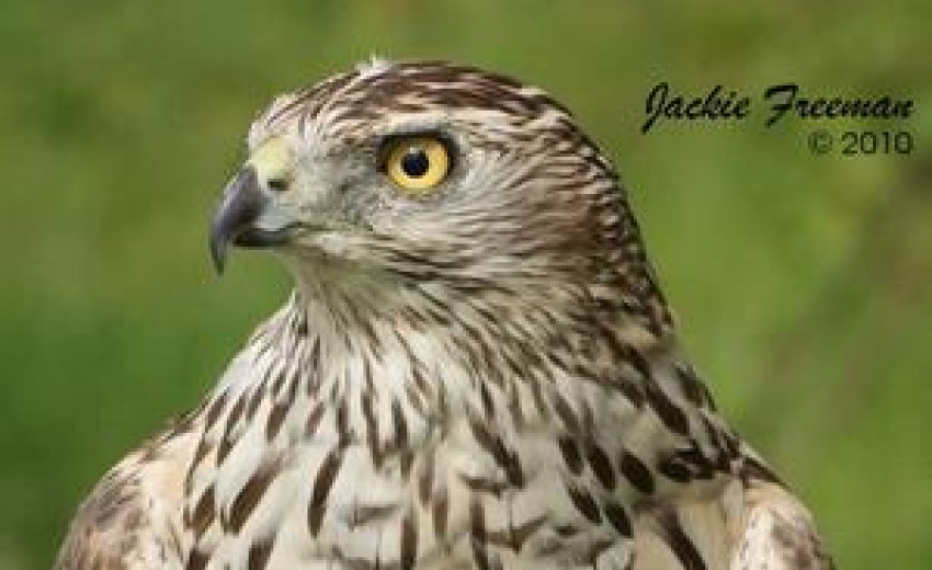 Baaj on verge of extinction