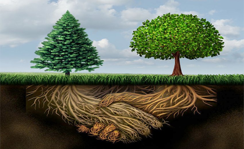 trees talk to each other in a language we can learn sikhnet