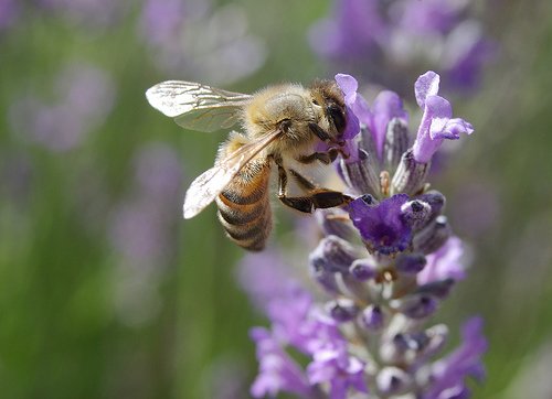 bees (84K)