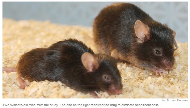 PurgedMice (137K)