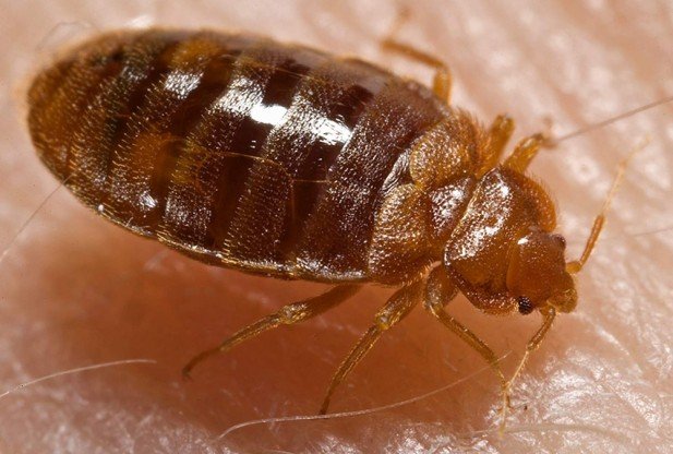 BedBugs (68K)