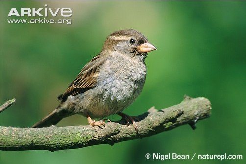 HouseSparrow (33K)