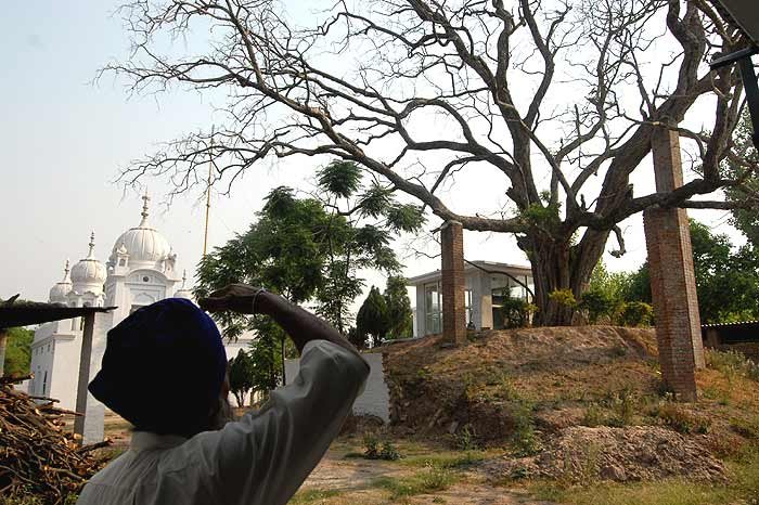 kalpvriksha_tree_20110620 (71K)