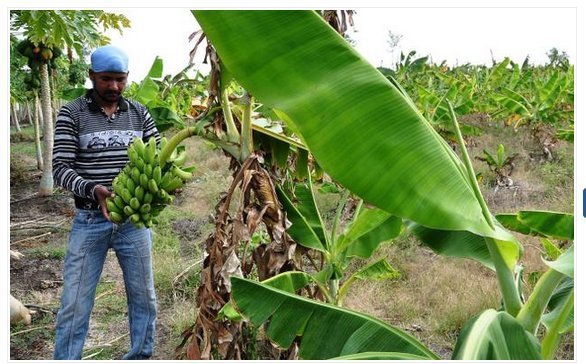 BananaPapayaAgri (72K)