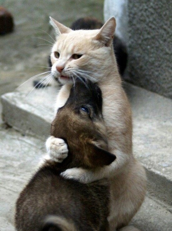 Kitten-Hugging-Puppy (209K)