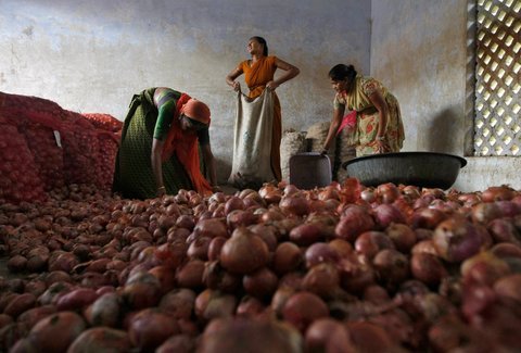 21-onion-wholesale-IndiaInk-blog480 (40K)