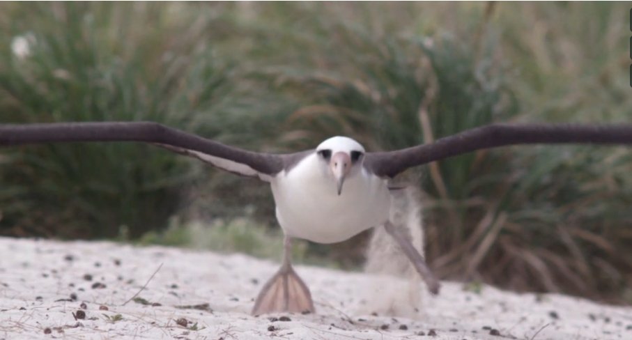 Albatross (224K)