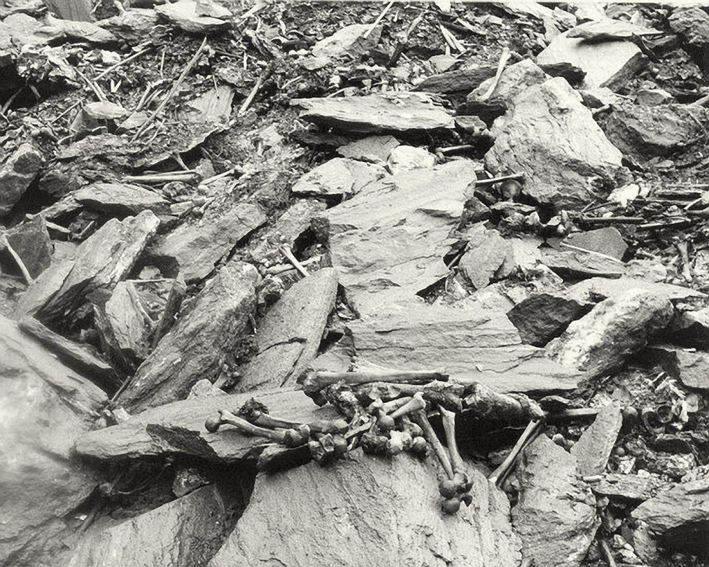 HumanSkeletons (352K)