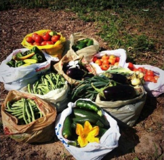 Harvest (80K)