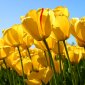 gurdeep70singh's picture
