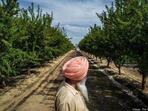 California Sikhs Farming