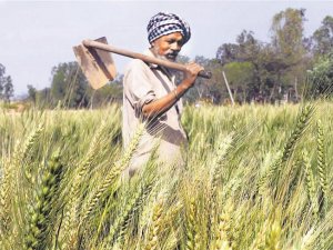 Punjabi Farmer stands in his field